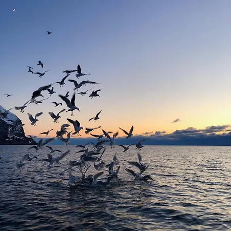 Aurora Tromvik 別荘