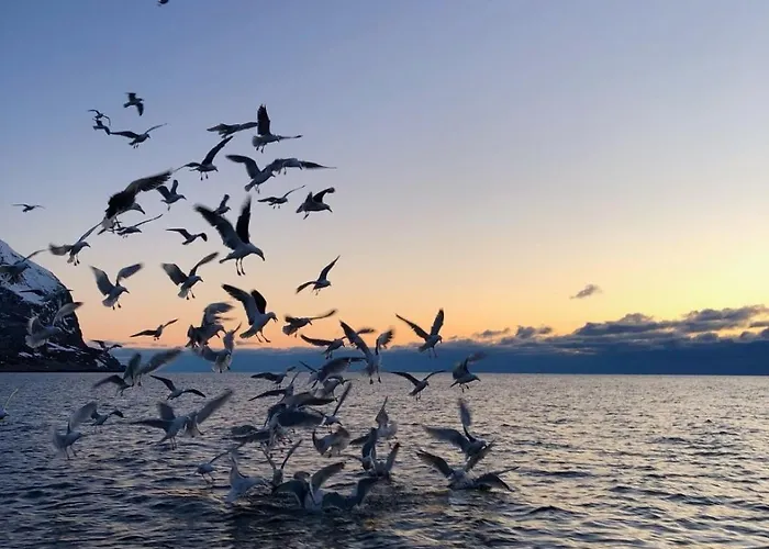 Aurora Tromvik Tatil Evi